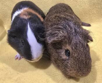 Rescue Guinea Pig Guinea Pigs for Adoption in New Kensington, Pennsylvania - Dexter And Diego | PetCurious